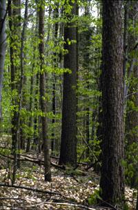 VtForest