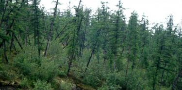 druken forest