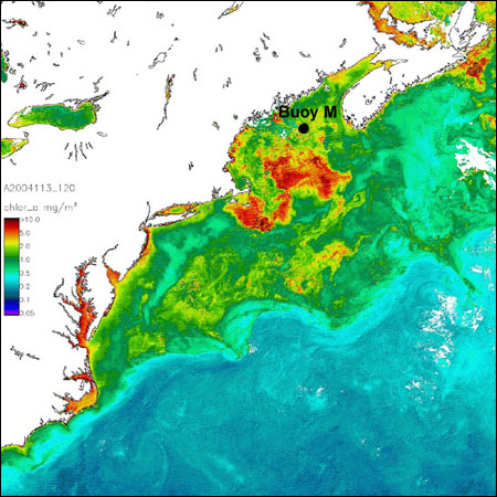 buoy M chlorophyll map