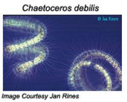 Chaetoceros debilis image