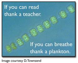 final image of a phytoplankton