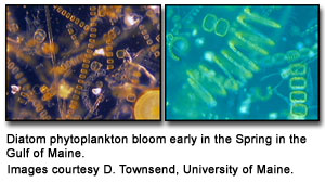 diatom phytoplankton that bloom in the Gulf of Maine