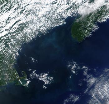 phytoplankton blom in Gulf of Maine
