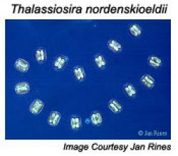 Thalassiosira nordenskioeldii image