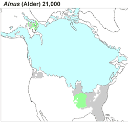 Color-coded map of alder tree distribution at maximum extend of ice sheets across North America 21,000 years ago