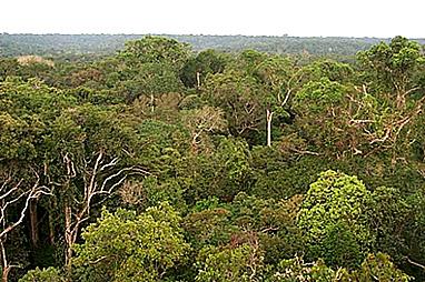 Amazon Rainforest
