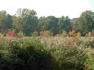 Image of Sunlit Wetland