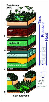 coal formation
