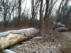 Fallen trees and litter