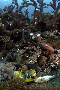 Coral Reef Blast Damage