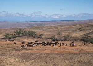 cattle 