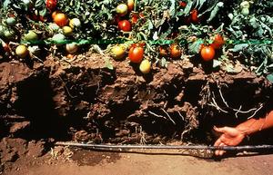 drip irrigation