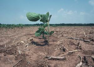 soybean plant