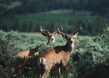wildlife deer