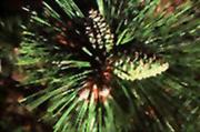 pine cone