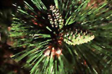 pine cone