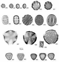 Pollen grains