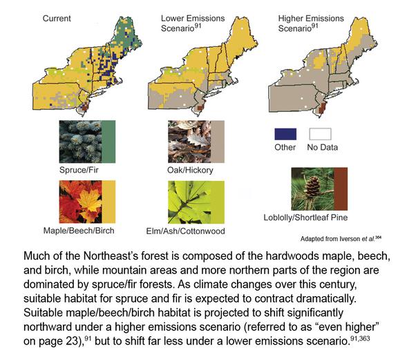 project changes in trees NE