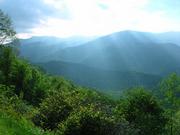 Southern forest