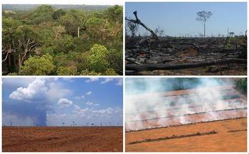 Stages of Deforestation