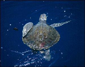 Olive_ridley_swim