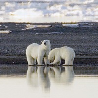 Polar Bears