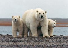 Polar Bears
