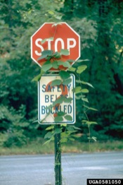 Kudzu vine on Stop sign