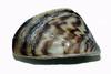 small zebra mussel image