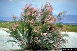 Tamarix Salt cedar tree