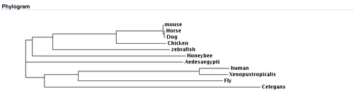Example student protein similarity tree
