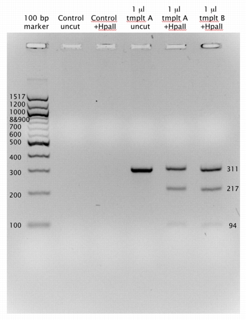 Sample gel of SNP results