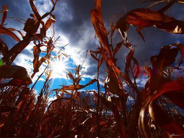 Sun Corn