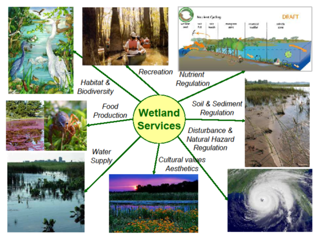 http-www-epa-gov-wetlands-wetlands-education