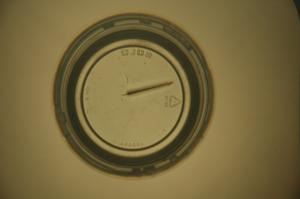 close up of floating needle to demonstrate surface tension