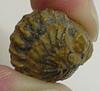 This trilobite is dealing with its problems by rolling into a ball and ignoring them