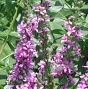 Image of Lythrum salicaria