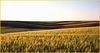 Wheat fields on gentle slopes illustrate agricultural land cover prior to development.