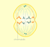Cell Division (1)