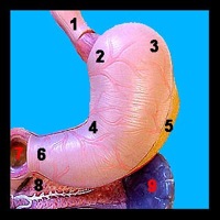 Digestive System