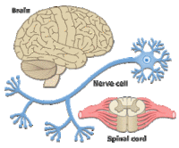 Nervous System