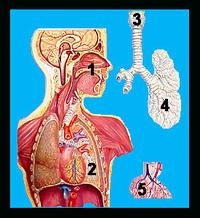 Respiratory System