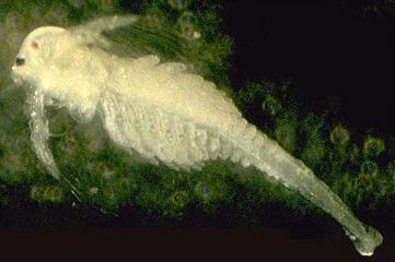 Brine Shrimp or Sea Monkey