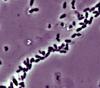 Burkholderia  xenovorans