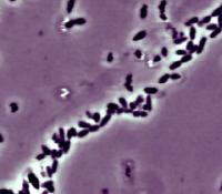 Burkholderia  xenovorans