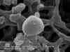 Coccus from 1800 year-old ice from Taylor Dome Antarctica