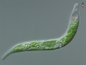 Rio Tinto Euglena