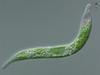 Rio Tinto Euglena