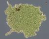 Rio Tinto Euglena Palmelloid