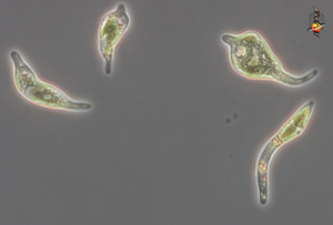 Euglena mutabilis group from the Rio Tinto Spain